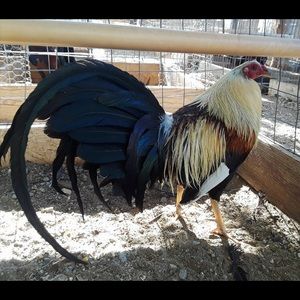 Meet your Posher, Mario